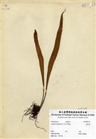 藏品(鱗瓦葦(長柄瓦葦))的圖片